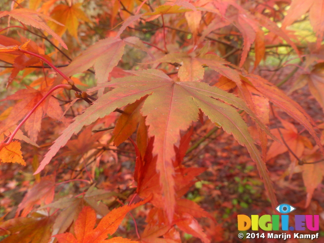 FZ009421 Red Acer leave